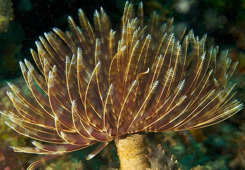 Feather Duster (Sabellastarte sp.)