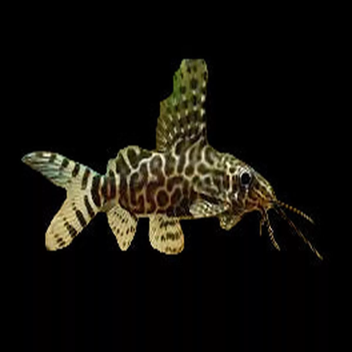 Featherfin Synodontis