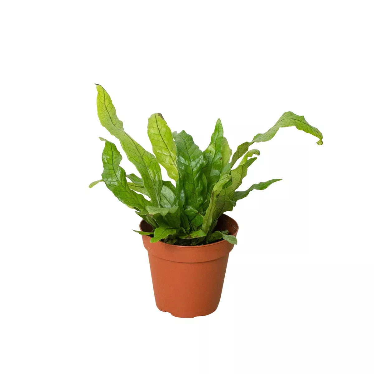 Fern 'Crocodile'