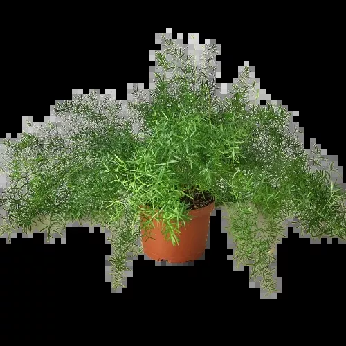 Fern 'Sprengeri'