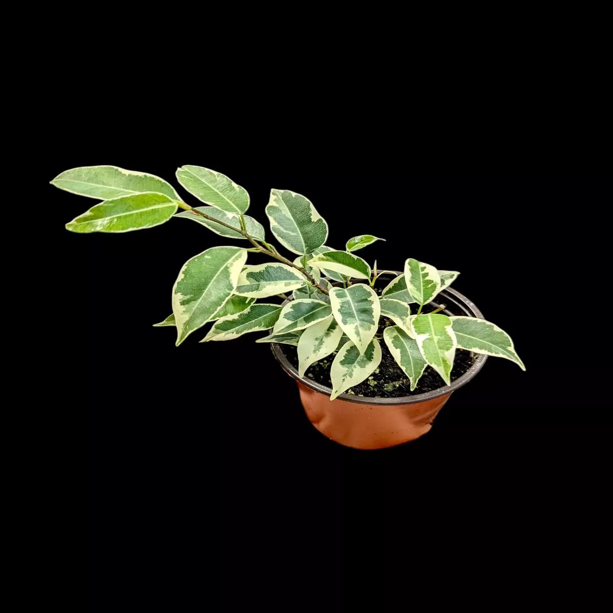 Ficus benjamina ‘Starlight’