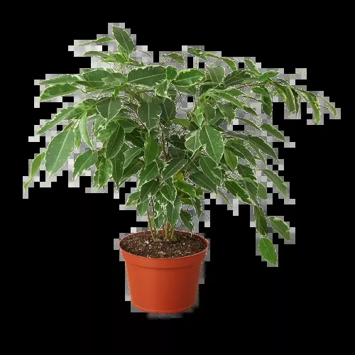 Ficus 'Breeze' - 6" Pot