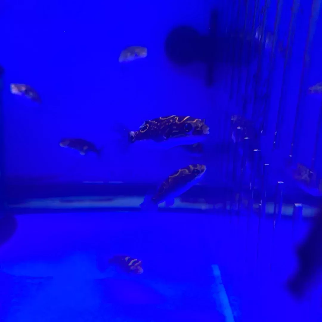 Figure eight Puffer ( Brackish water )