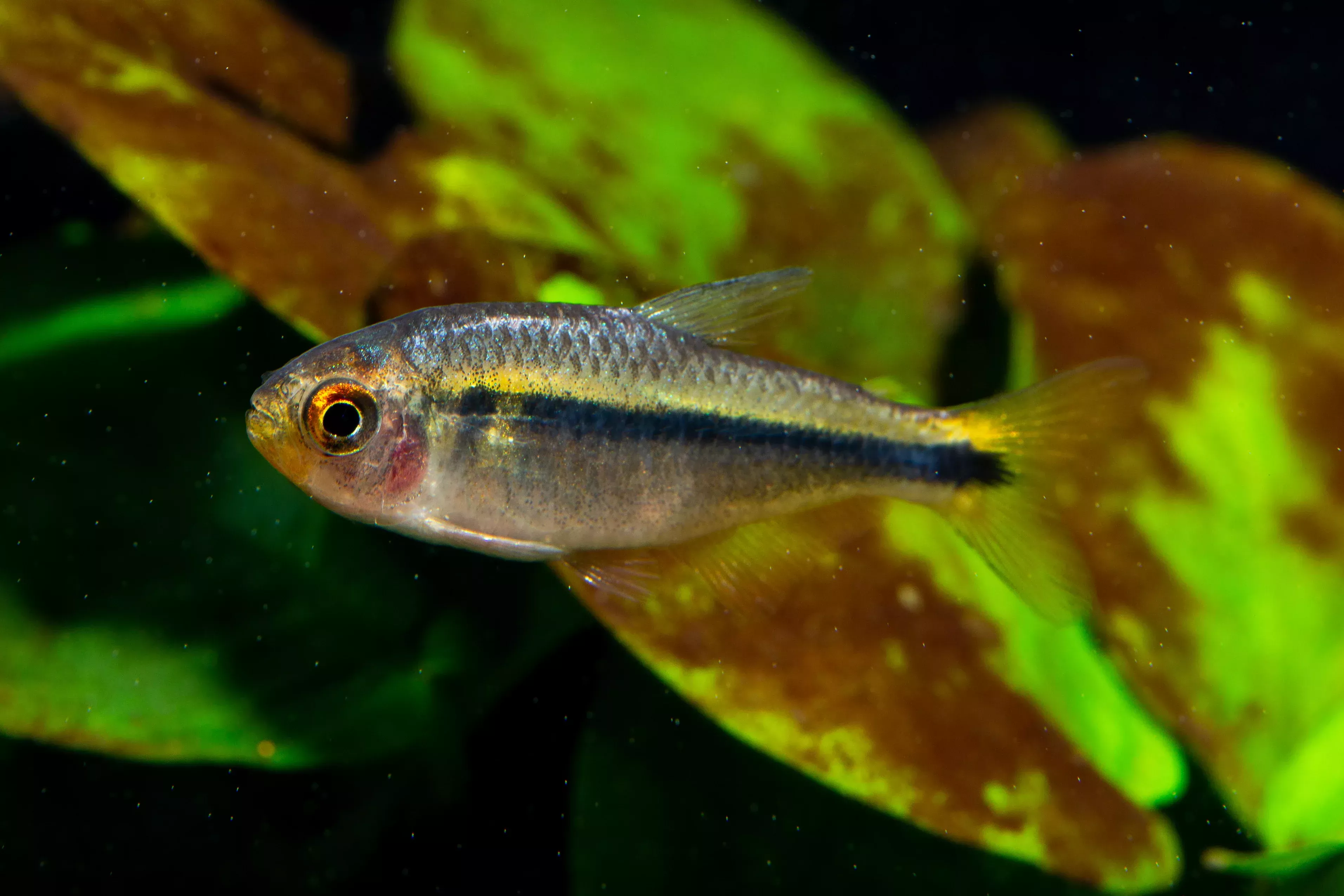 Fire Ant Tetra
