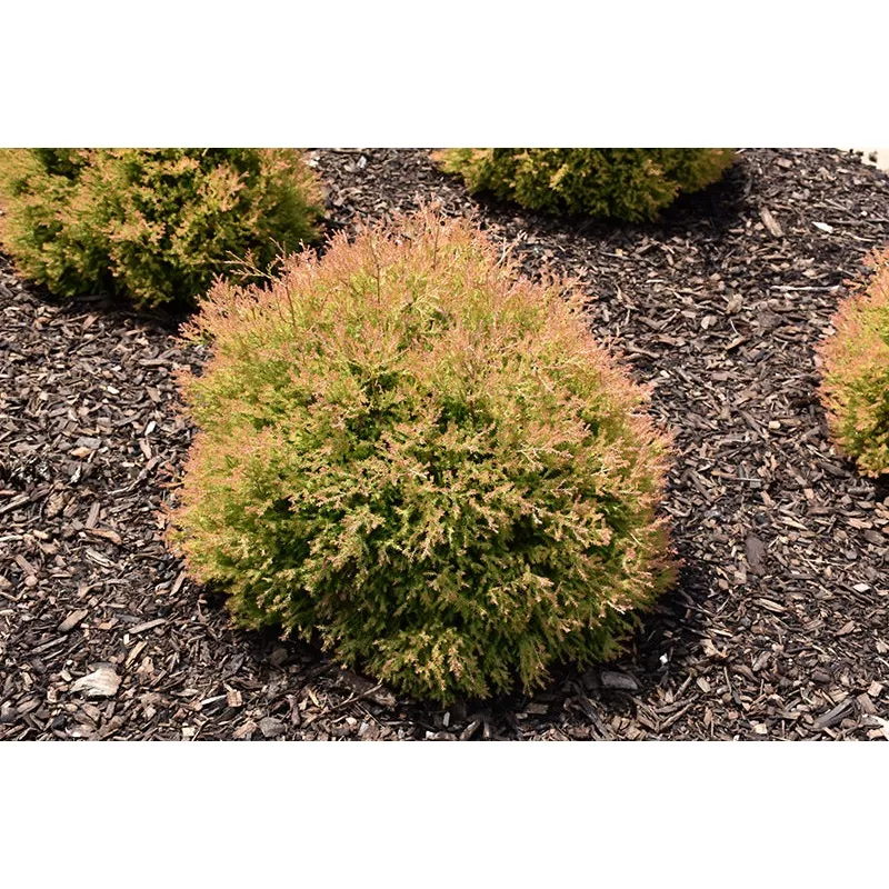 Fire Chief Arborvitae