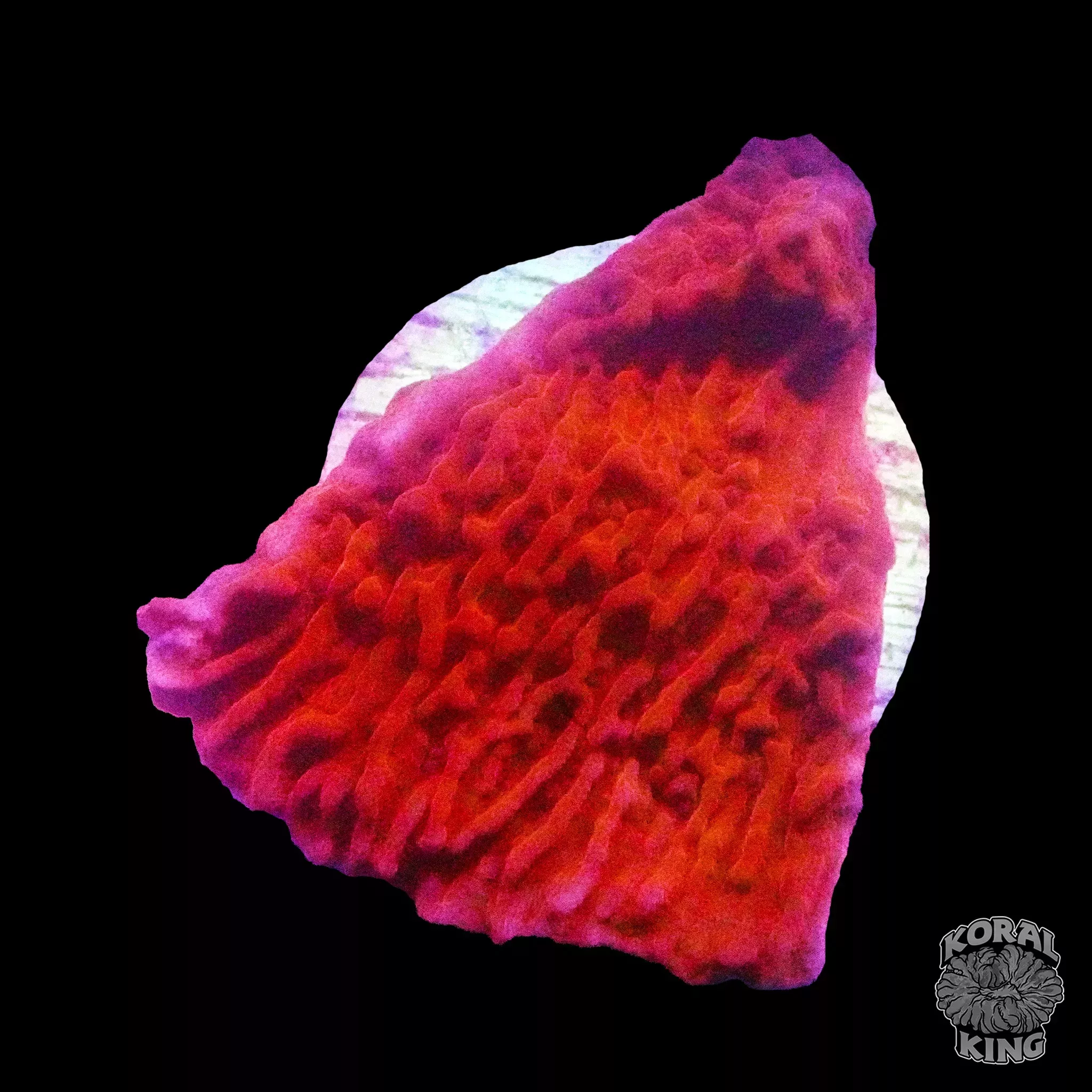Firecracker Montipora