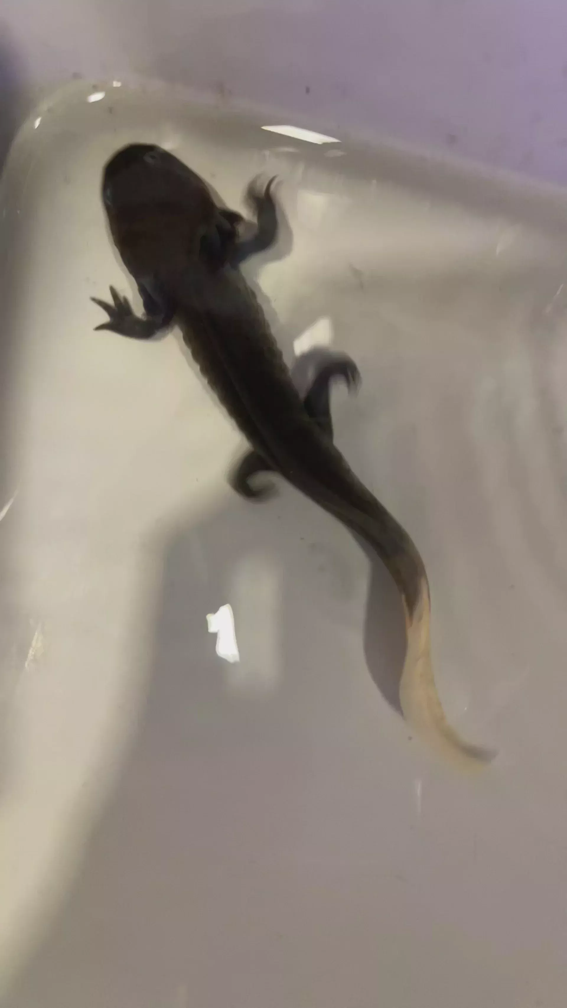 Firefly Axolotl #A (Ambystoma mexicanum)
