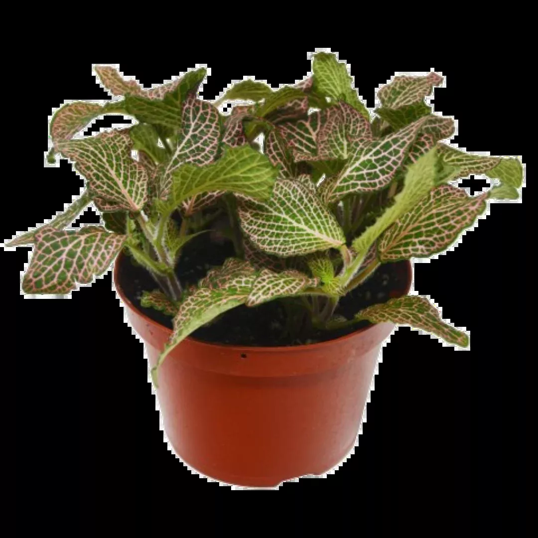 Fittonia 'Pink'