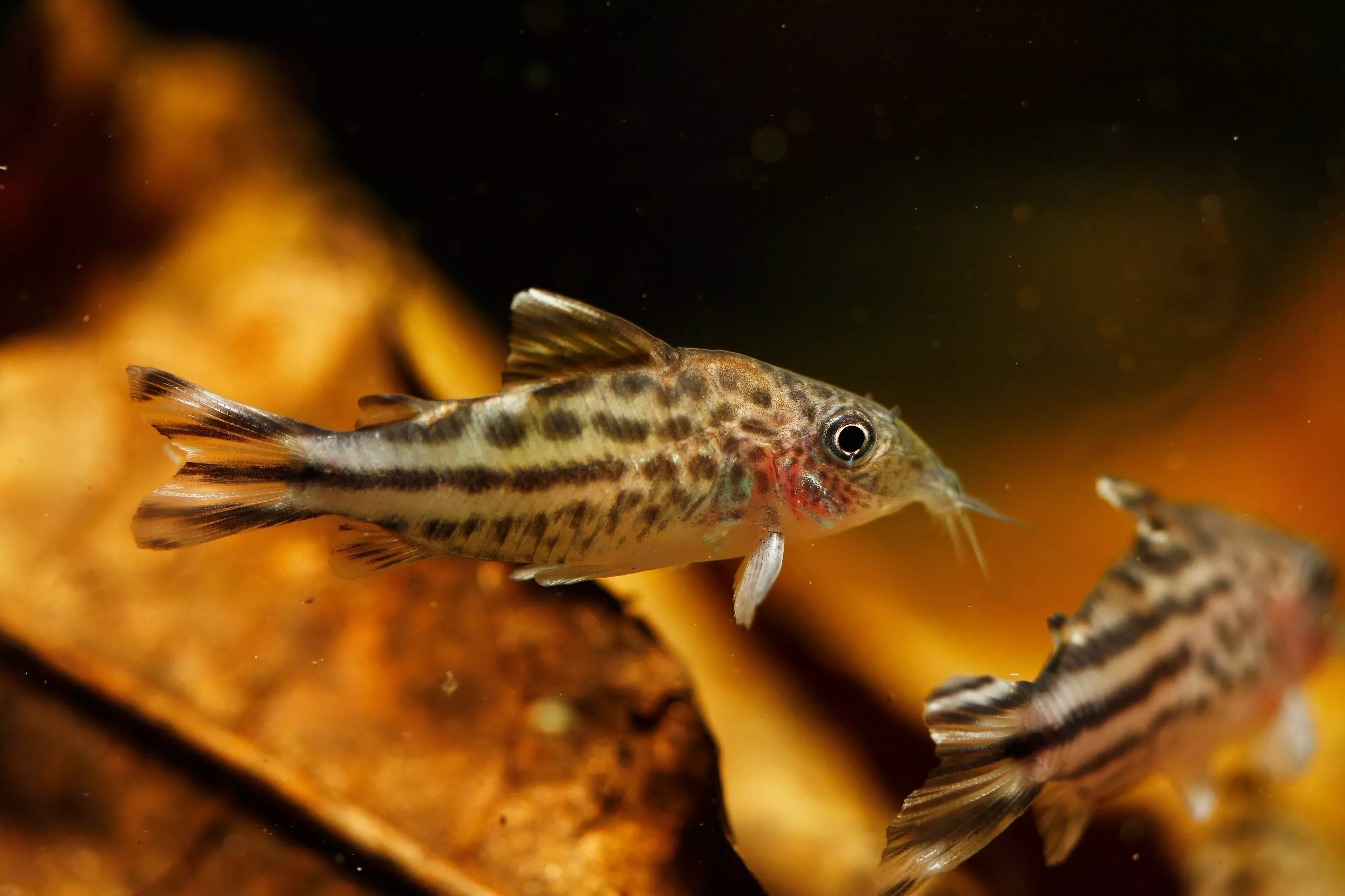 Flag Tail Cory