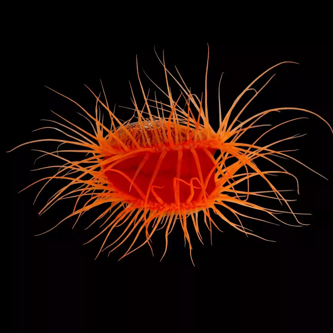 Flame Scallop