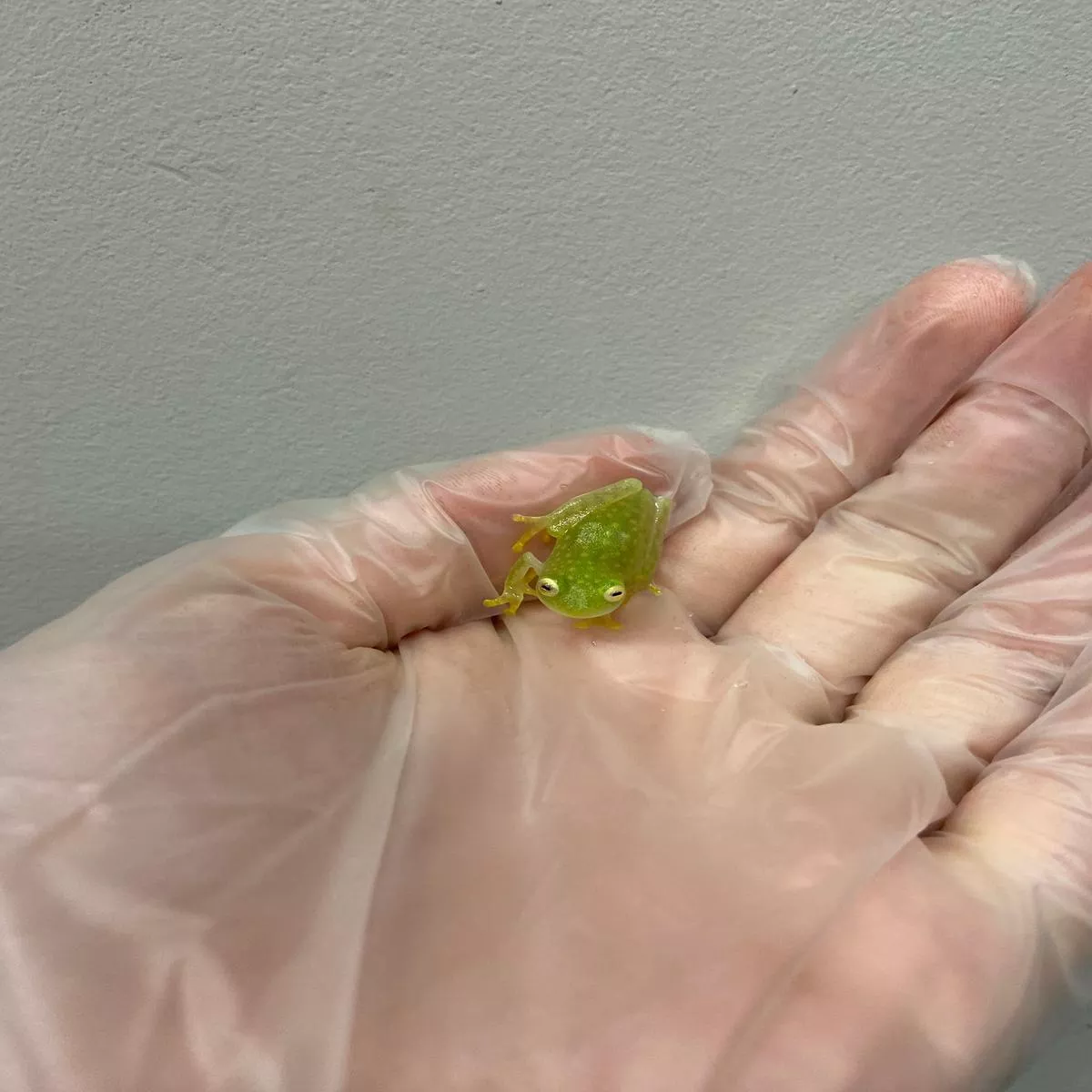 Fleischmann’s Glass Frog