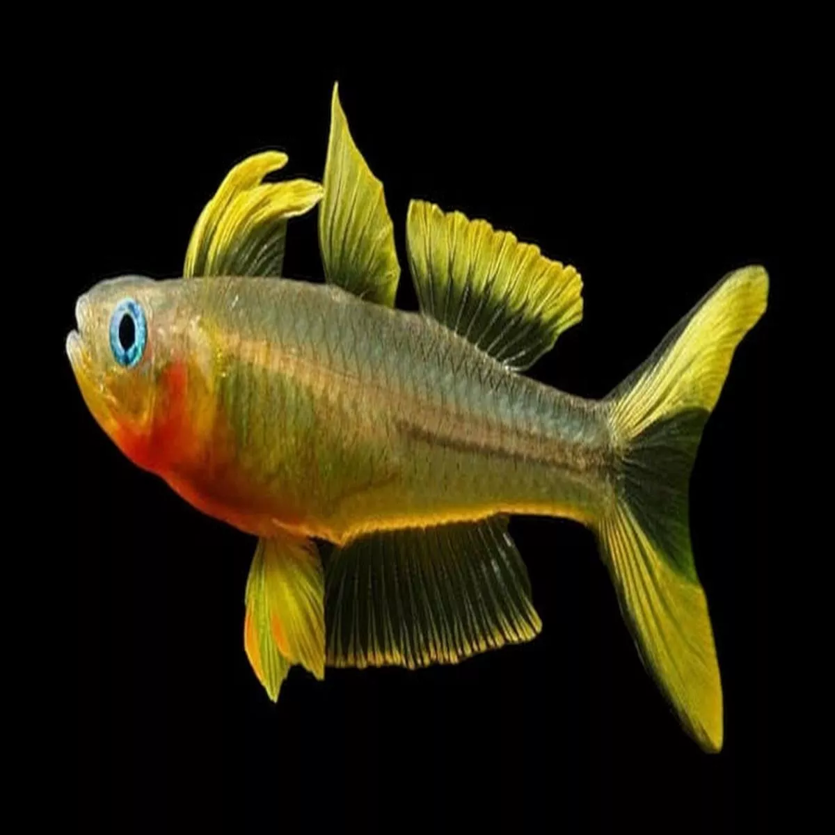 Forktail Blue Eye Rainbow