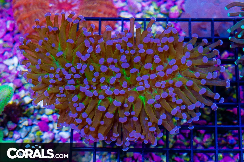 “Frammer” Hammer Wall – Australia GOLD STEMS GLOWING CENTER VERY RARE! (Blue Video Inside!)