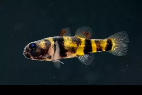 FRESHWATER BUMBLEBEE GOBY (Brachygobius xanthomelas)