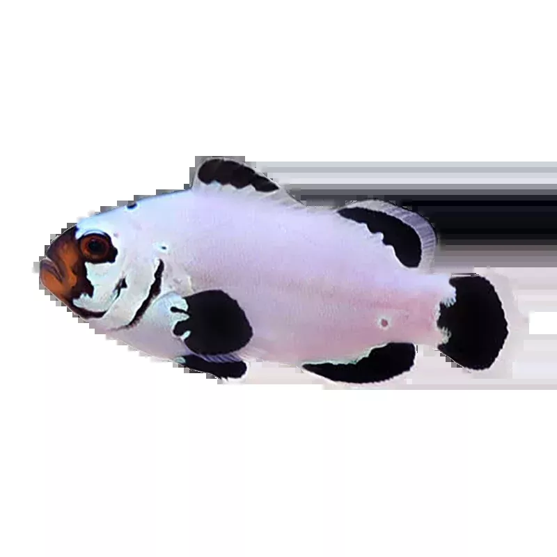 Frostbite Oscellaris Clownfish