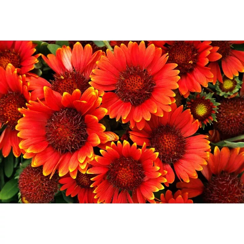 Gaillardia ‘Paprika’ | Perennials
