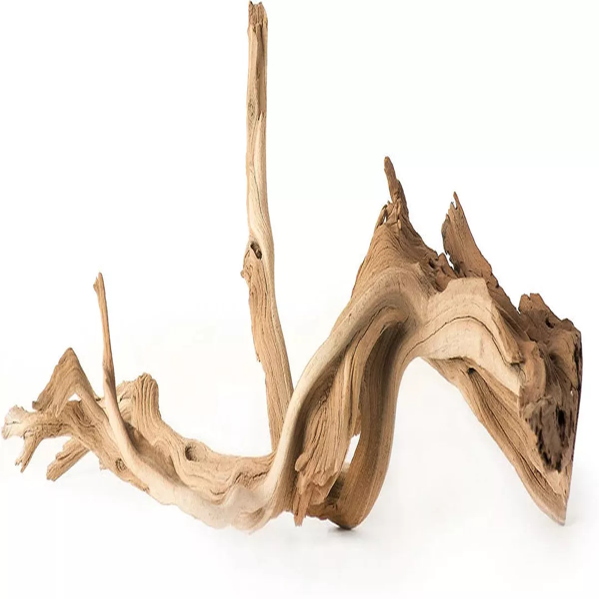 Galapagos Staghorn Wood Root