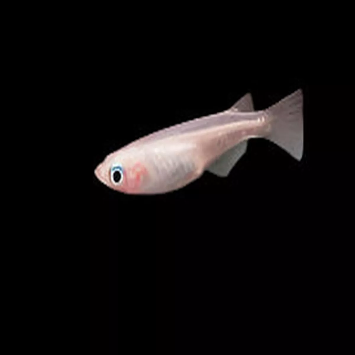 Galaxy Ricefish/Medaka