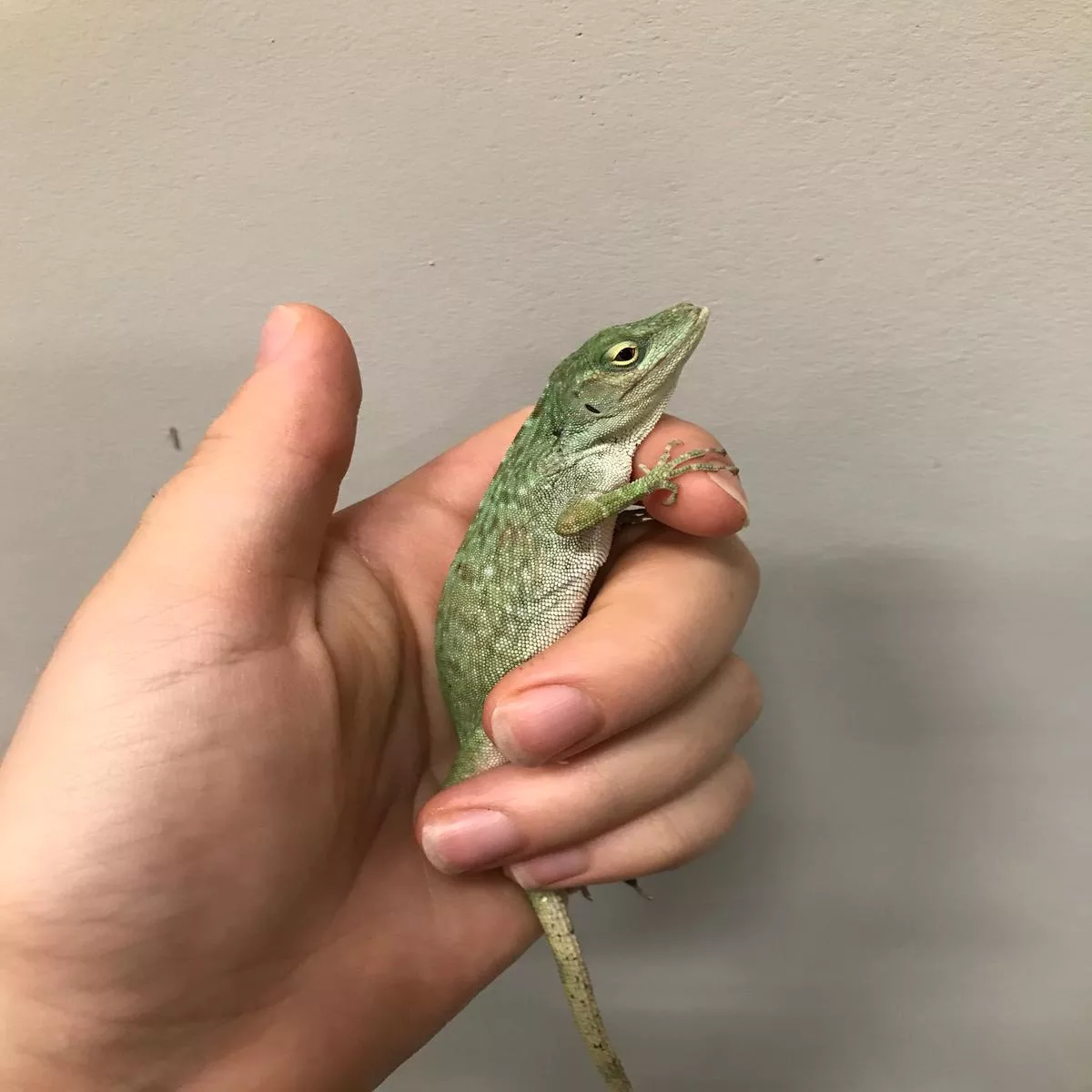 Giant Green Anole