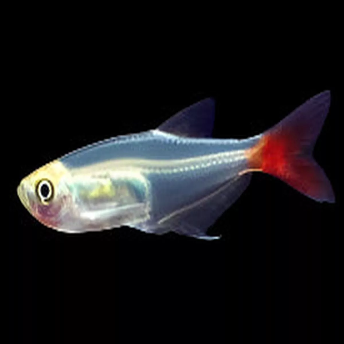 Glass Bloodfin Tetra