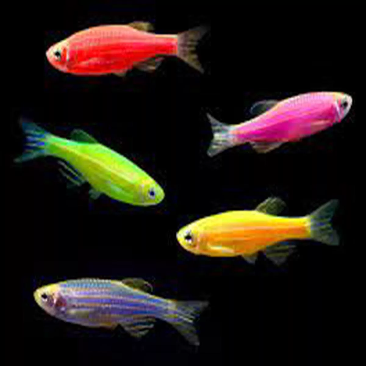 Glo Danio (Assorted Colours)