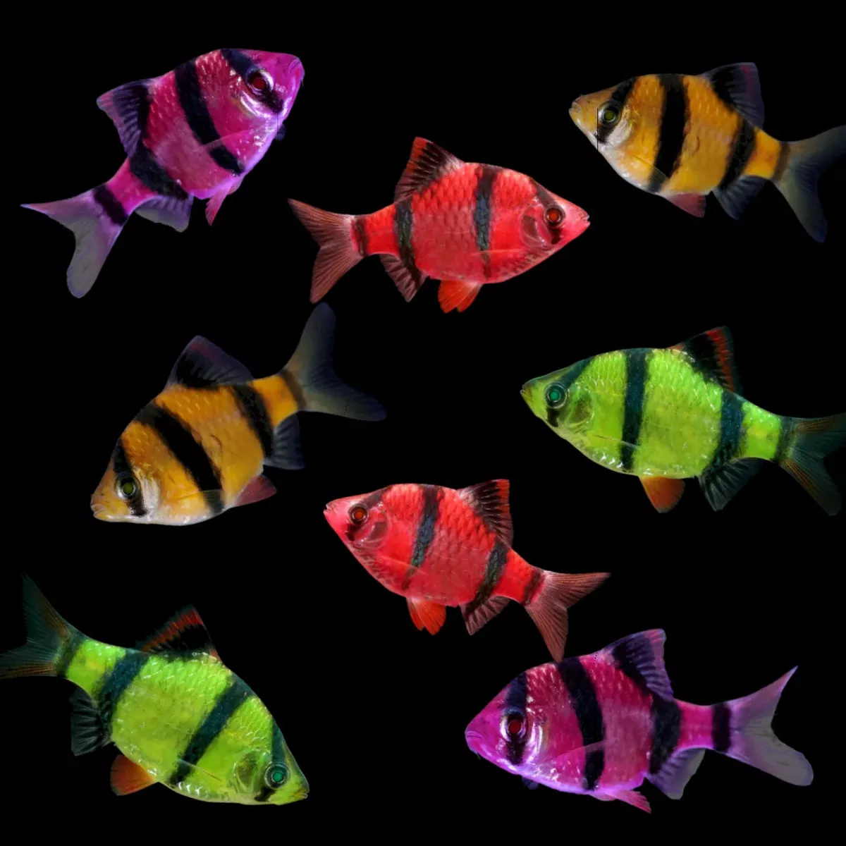 Glo Tiger Barb (Mostly Green)