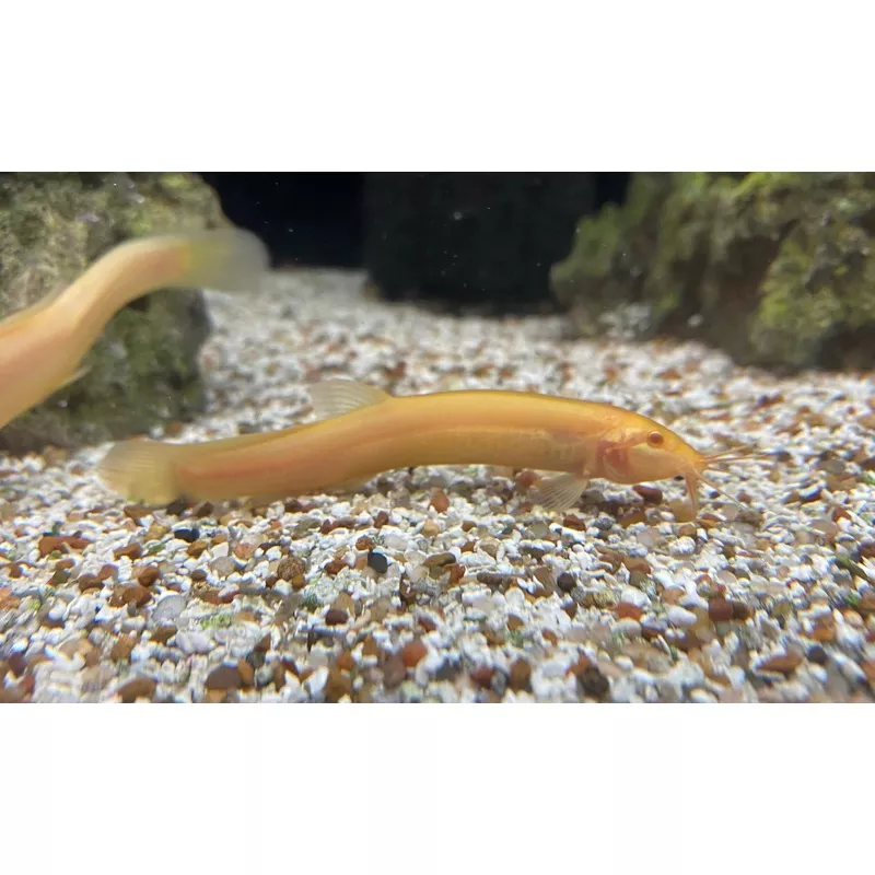 Gold Dojo Loach
