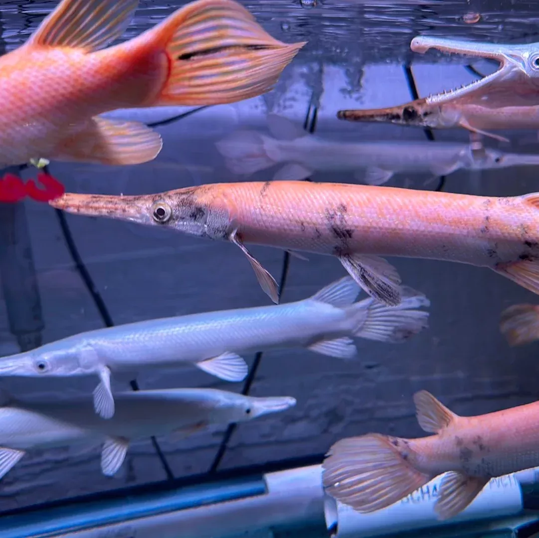 Gold Marbled Alligator Gar (Atractosteus Spatula)