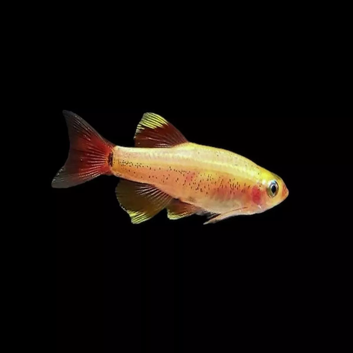 Golden White Cloud Minnow