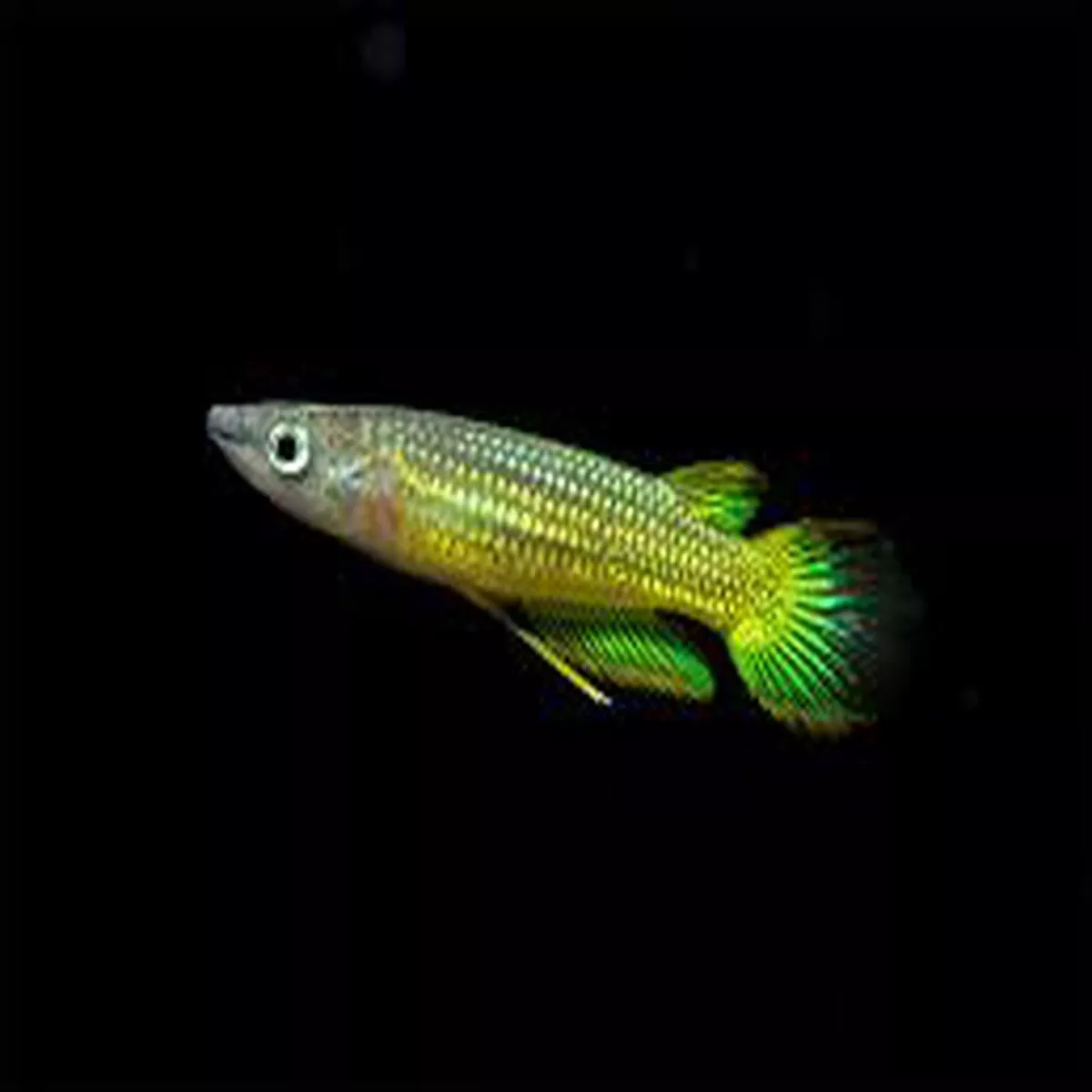 Golden Wonder Killifish