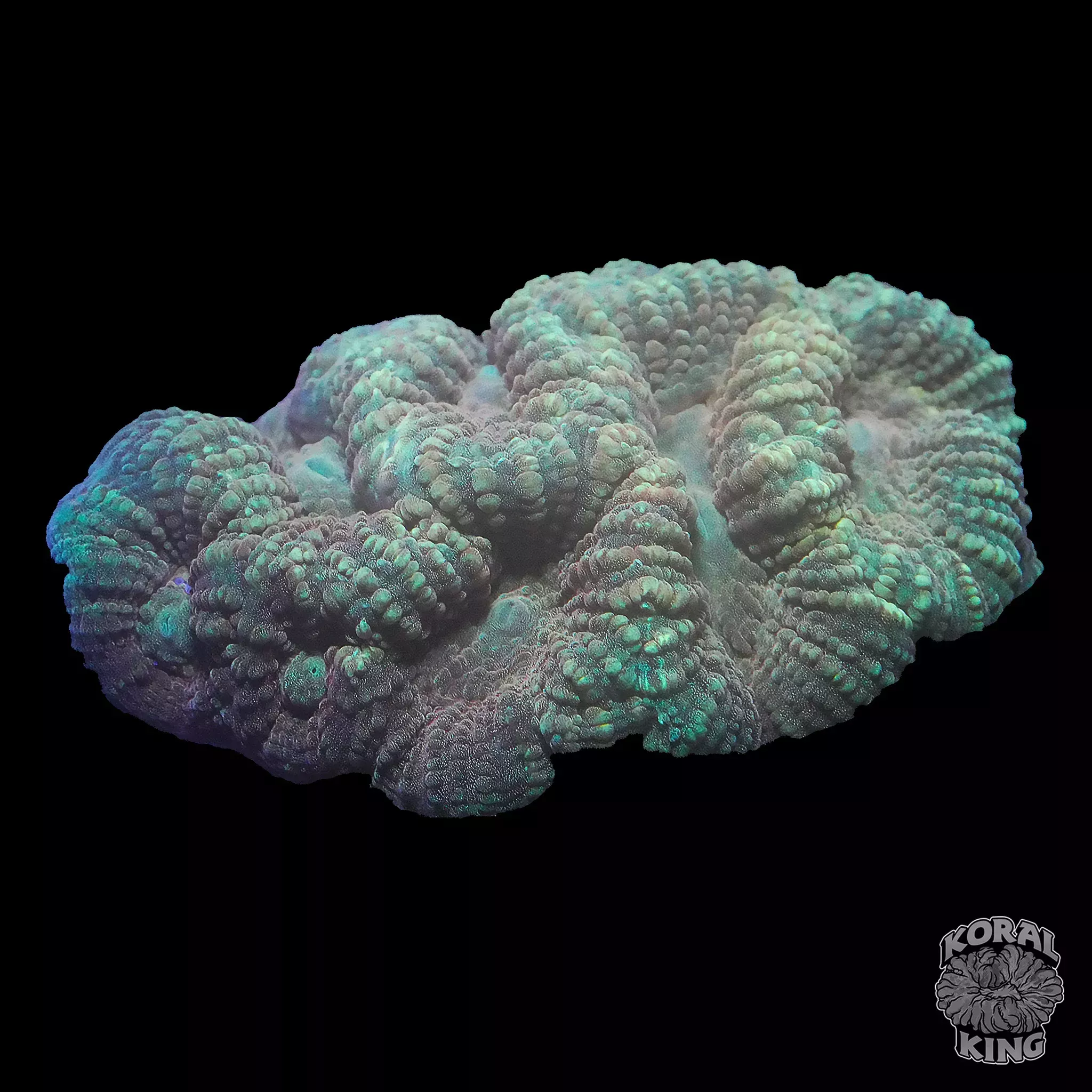 Gonioastrea