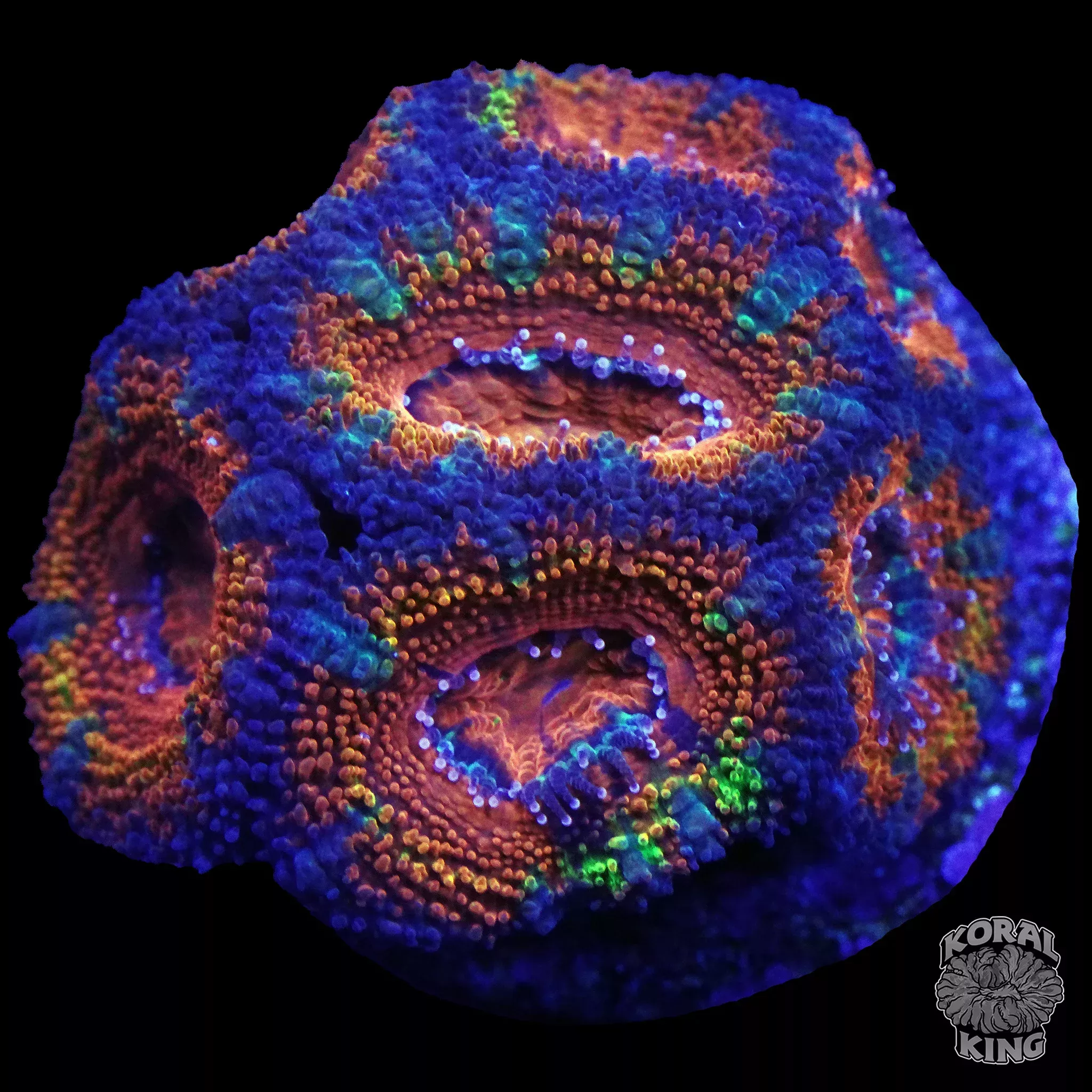 Grafted Rainbow Aussie Lord Colony