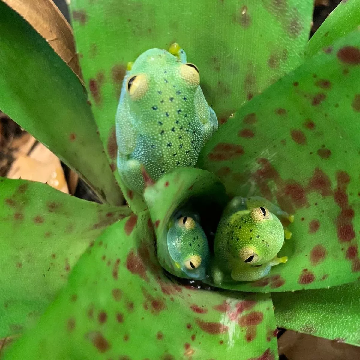 Granular Glass Frog