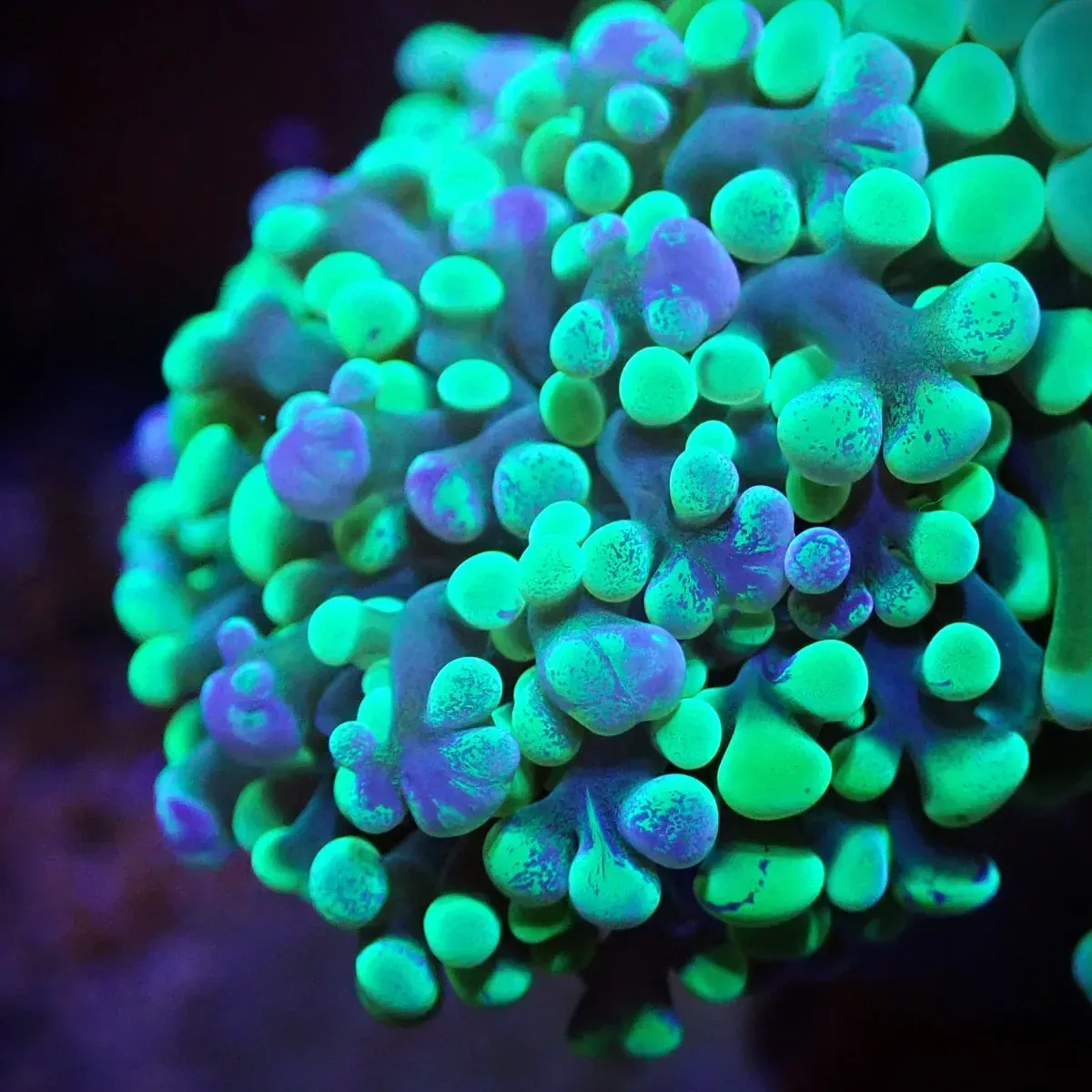 Grape Torch Coral – Ultra Blotchy
