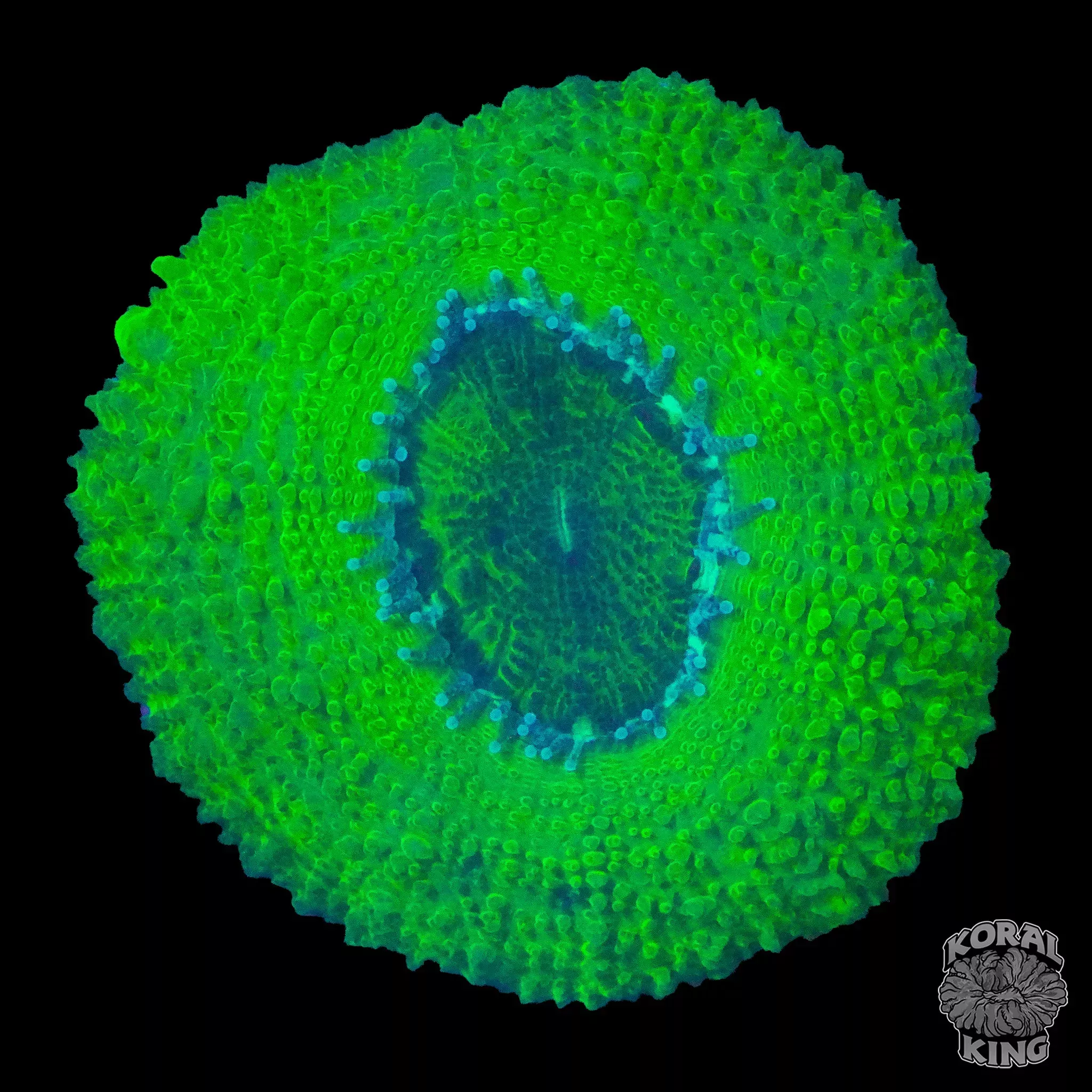 Green Aussie Lord Frag (WYSIWYG)