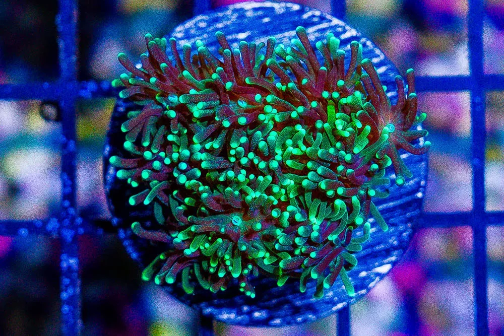 GREEN Galaxea Frag