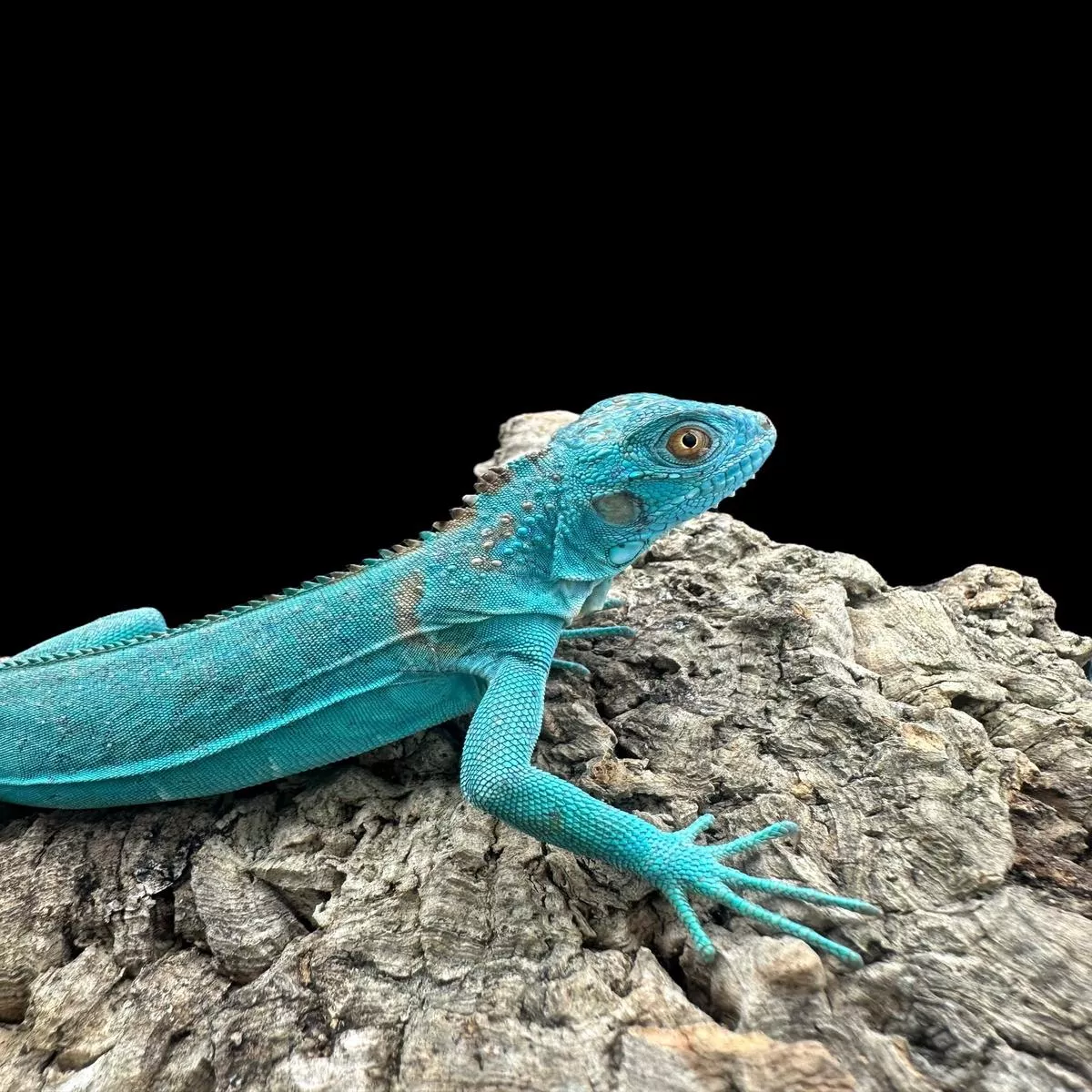 Green Iguana (Blue)
