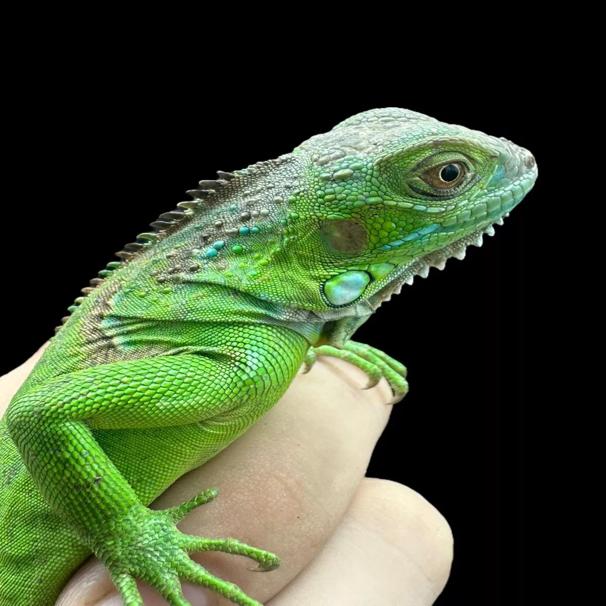 Green Iguana (Normal)