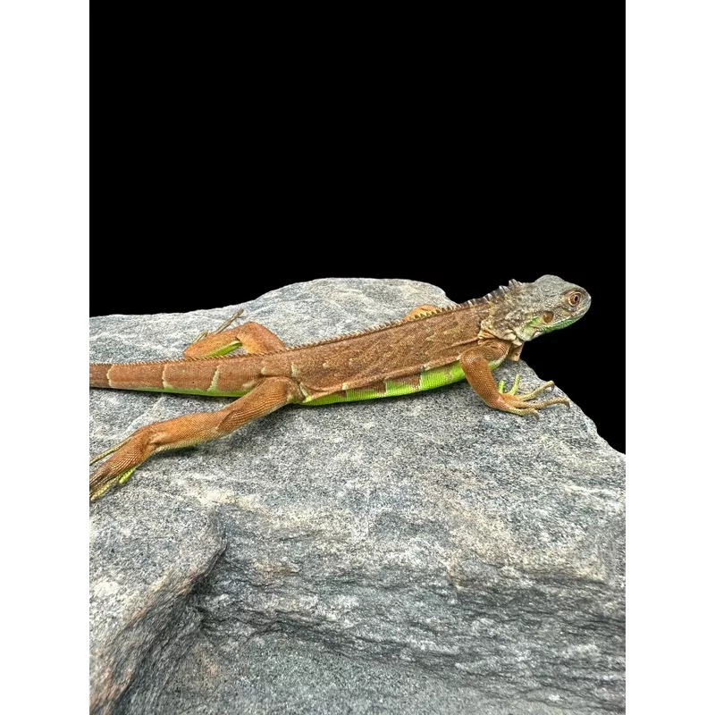 Green Iguana (Red)