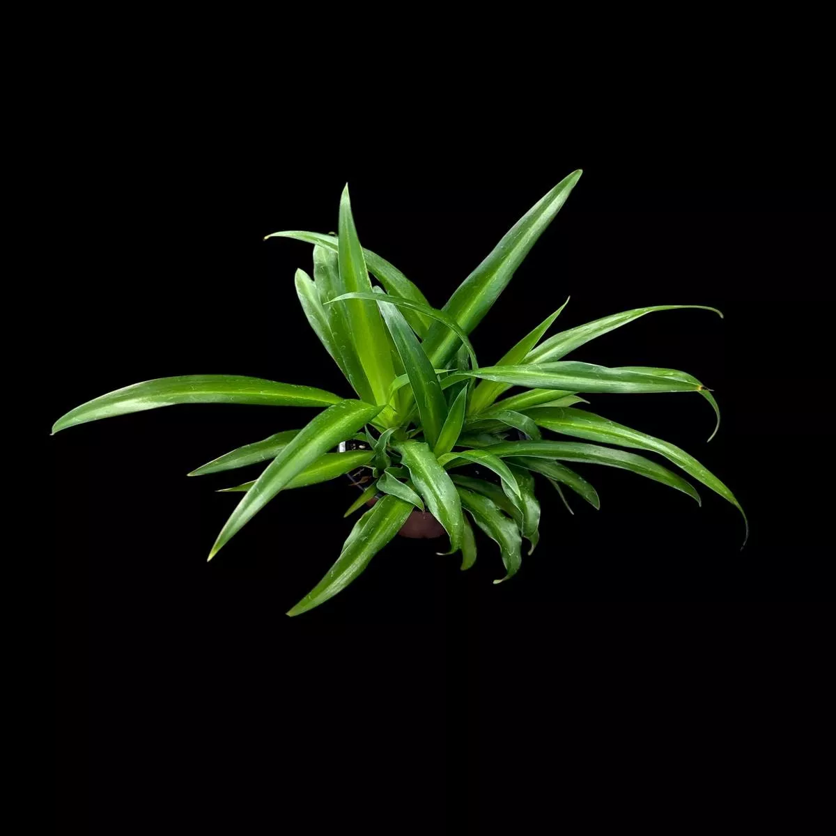 Green Spider Plant