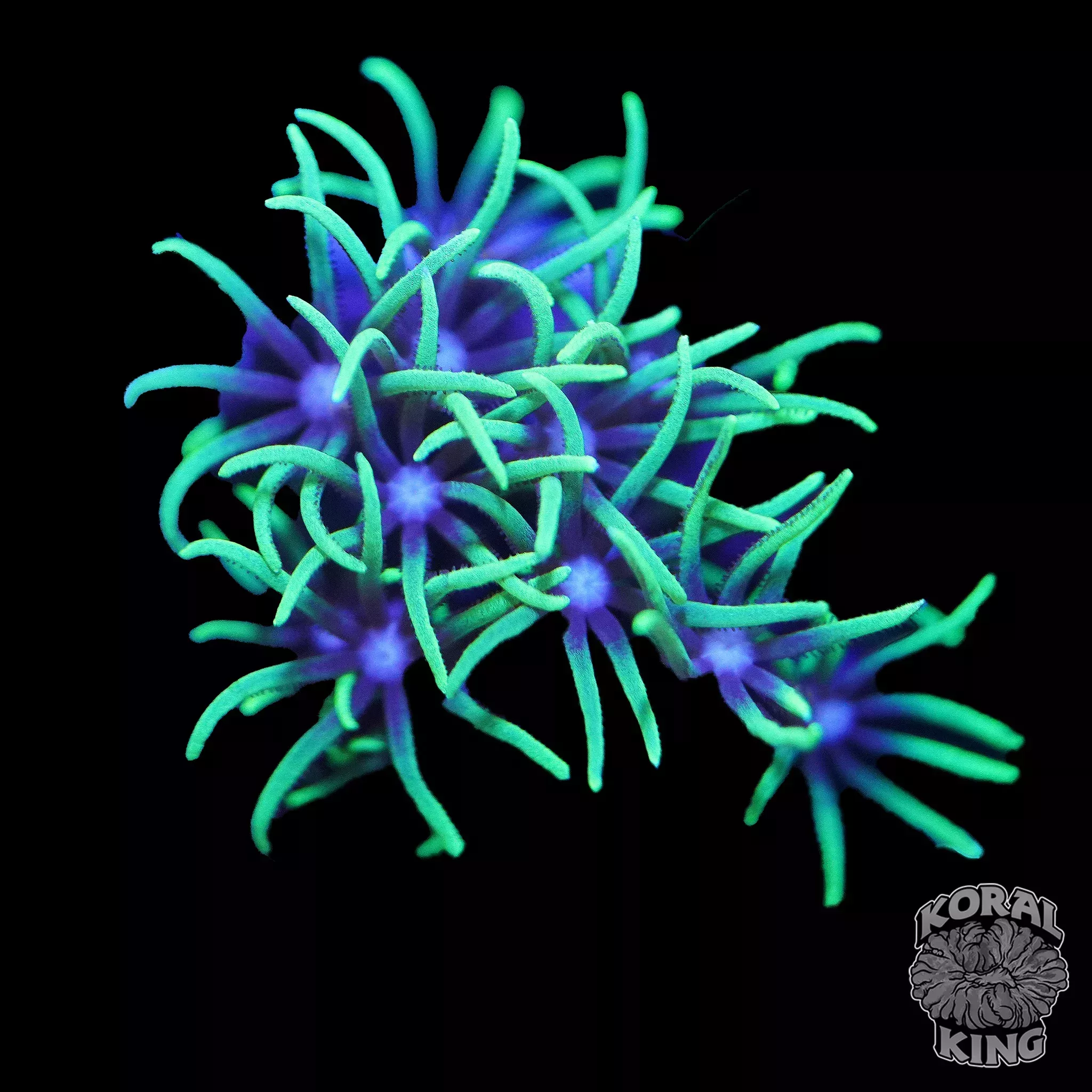 Green Star Polyp