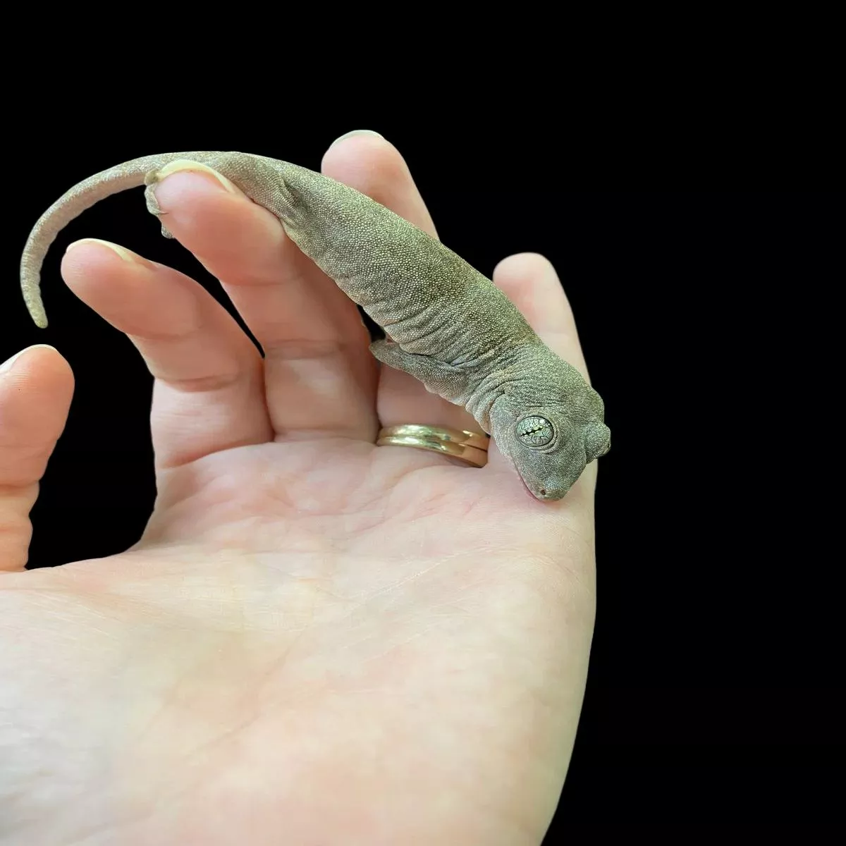 Halmahera Giant Gecko