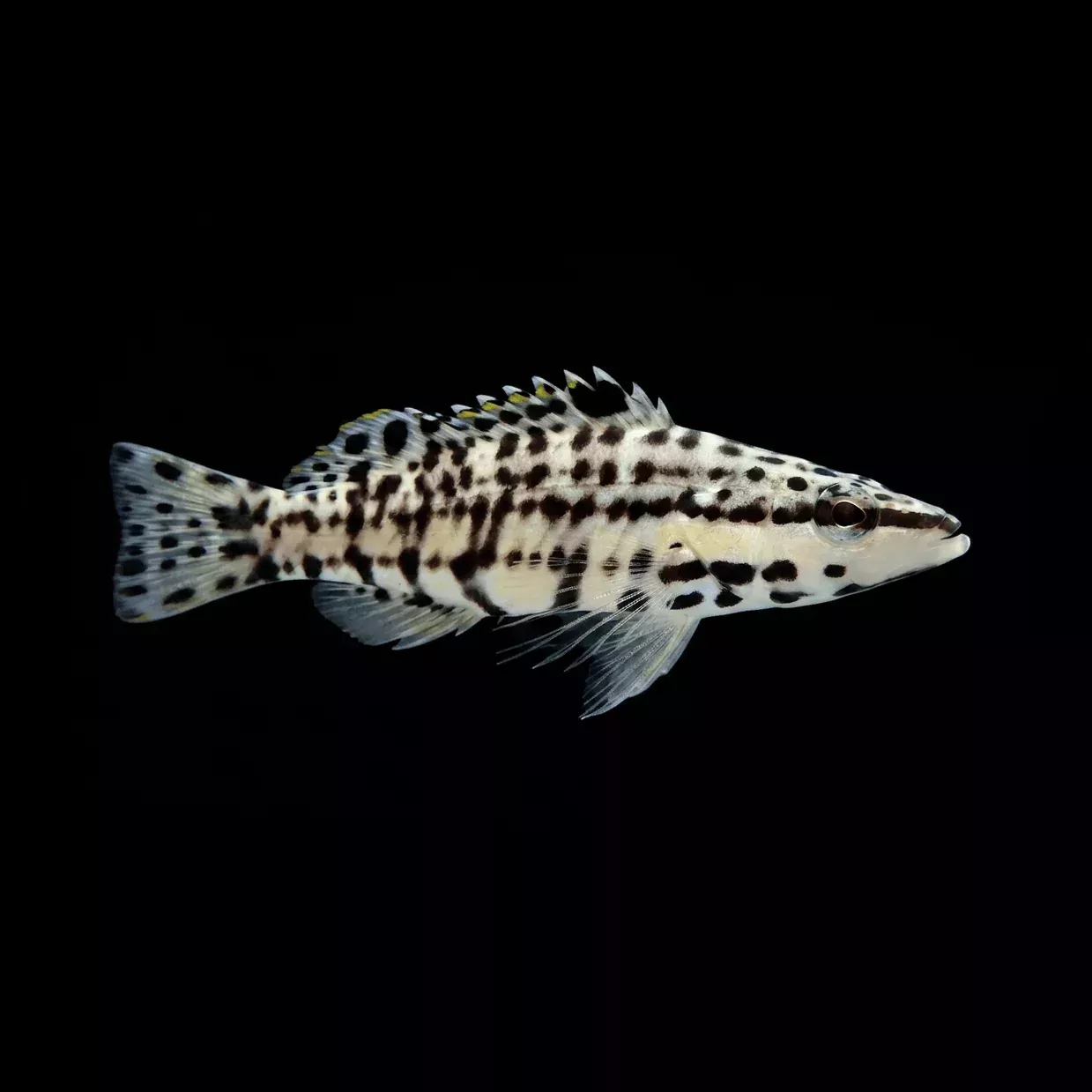Harlequin Basslet – Serranus tigrinus