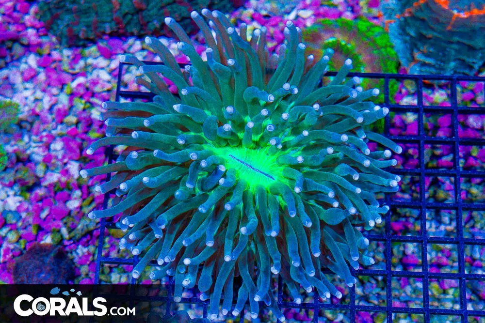 Heliofungia -Aussie NEON GREEN