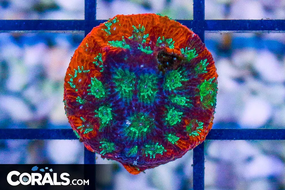 HELL RIDERFavia Frag – Aquacultured
