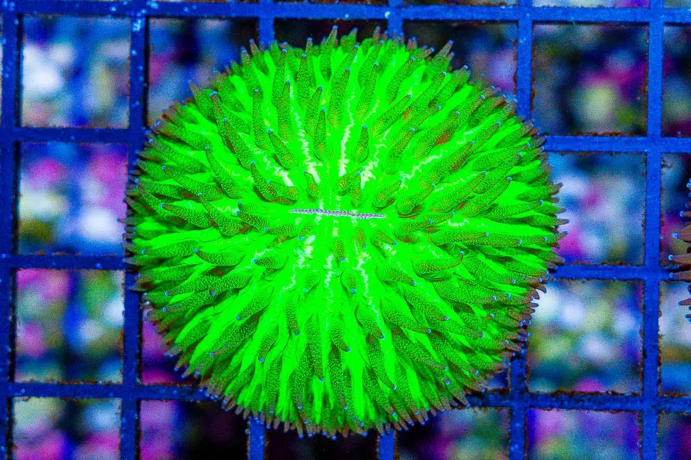 Helmet Fungia – Aussie – DOME SHAPED NEON