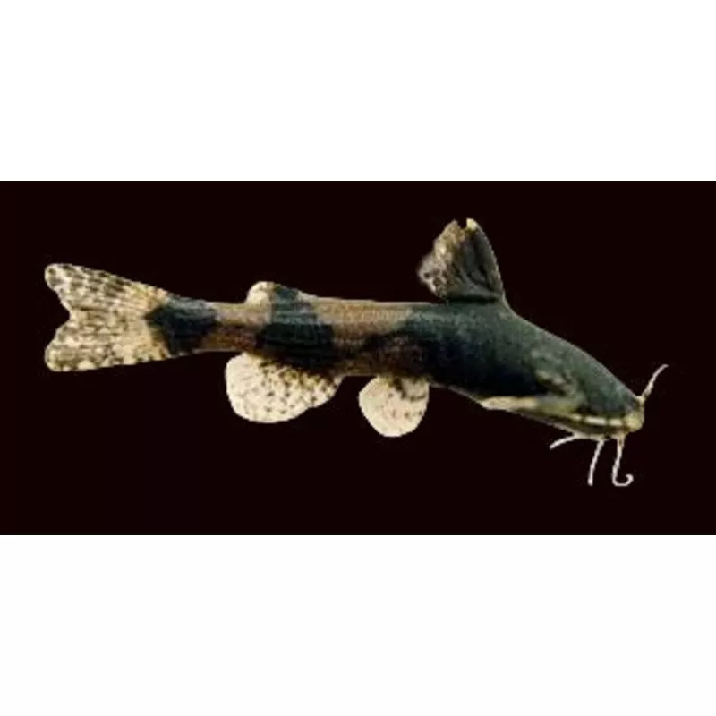 Hendrickson’s Stream Catfish