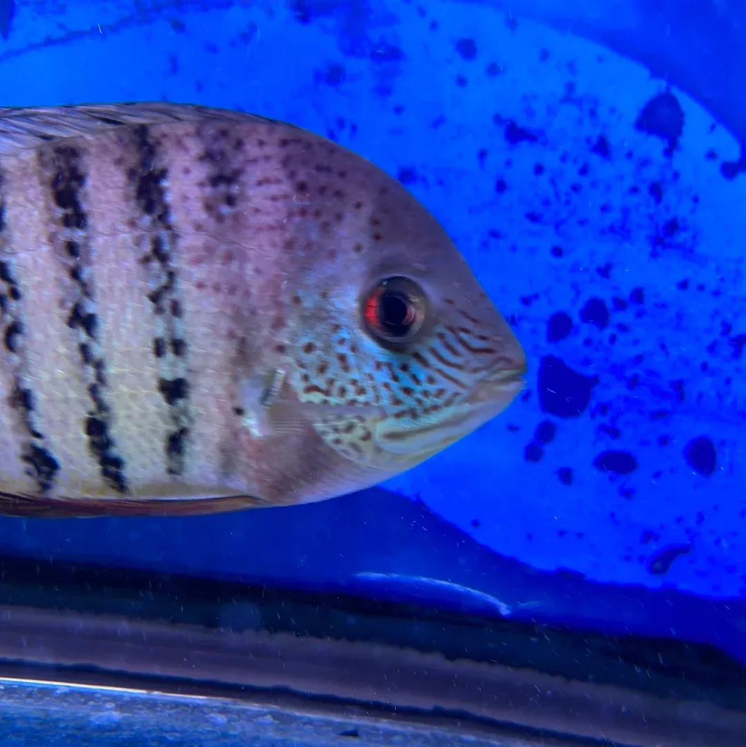 Heros severum curare (Heros severus)