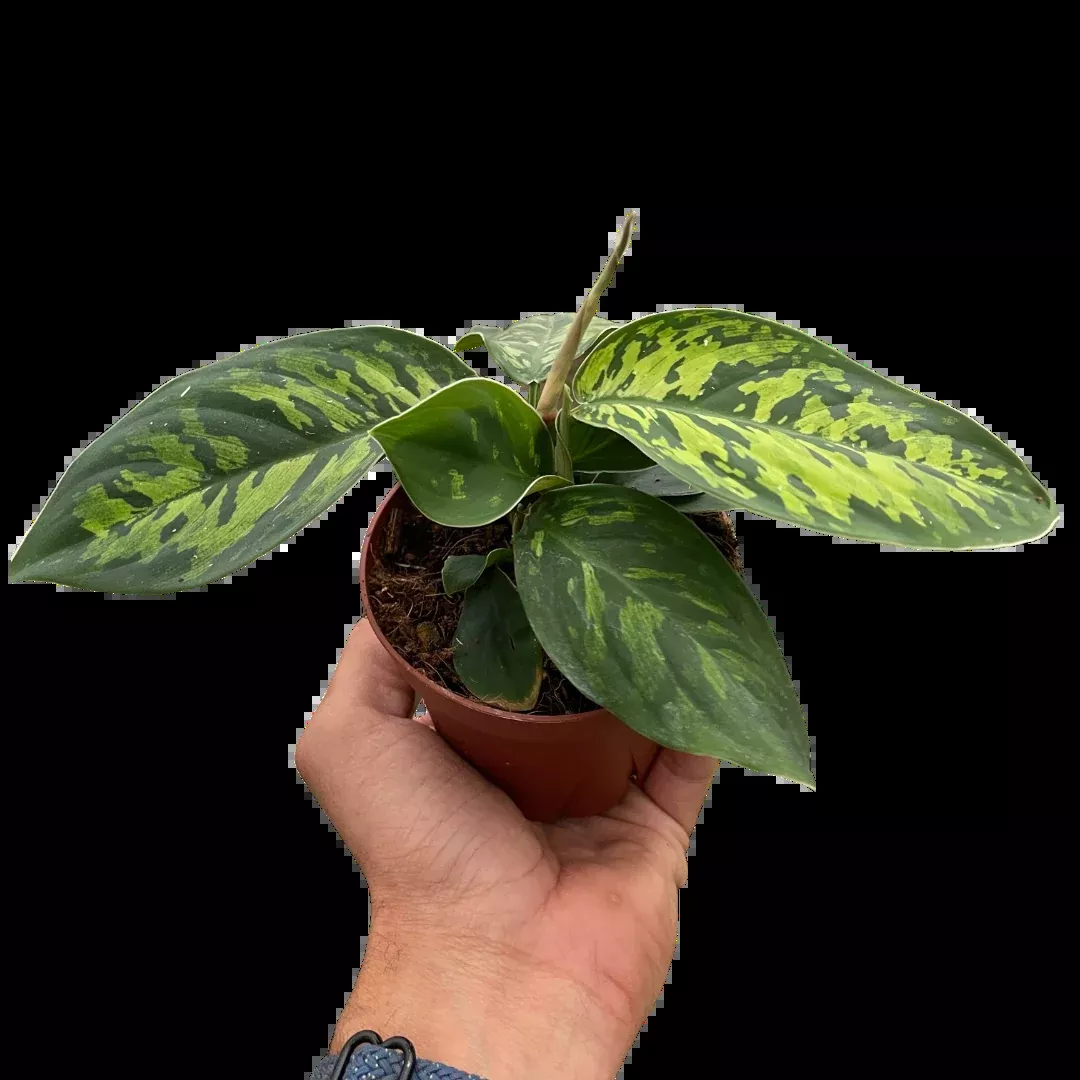 Homalomena 'Camouflage'