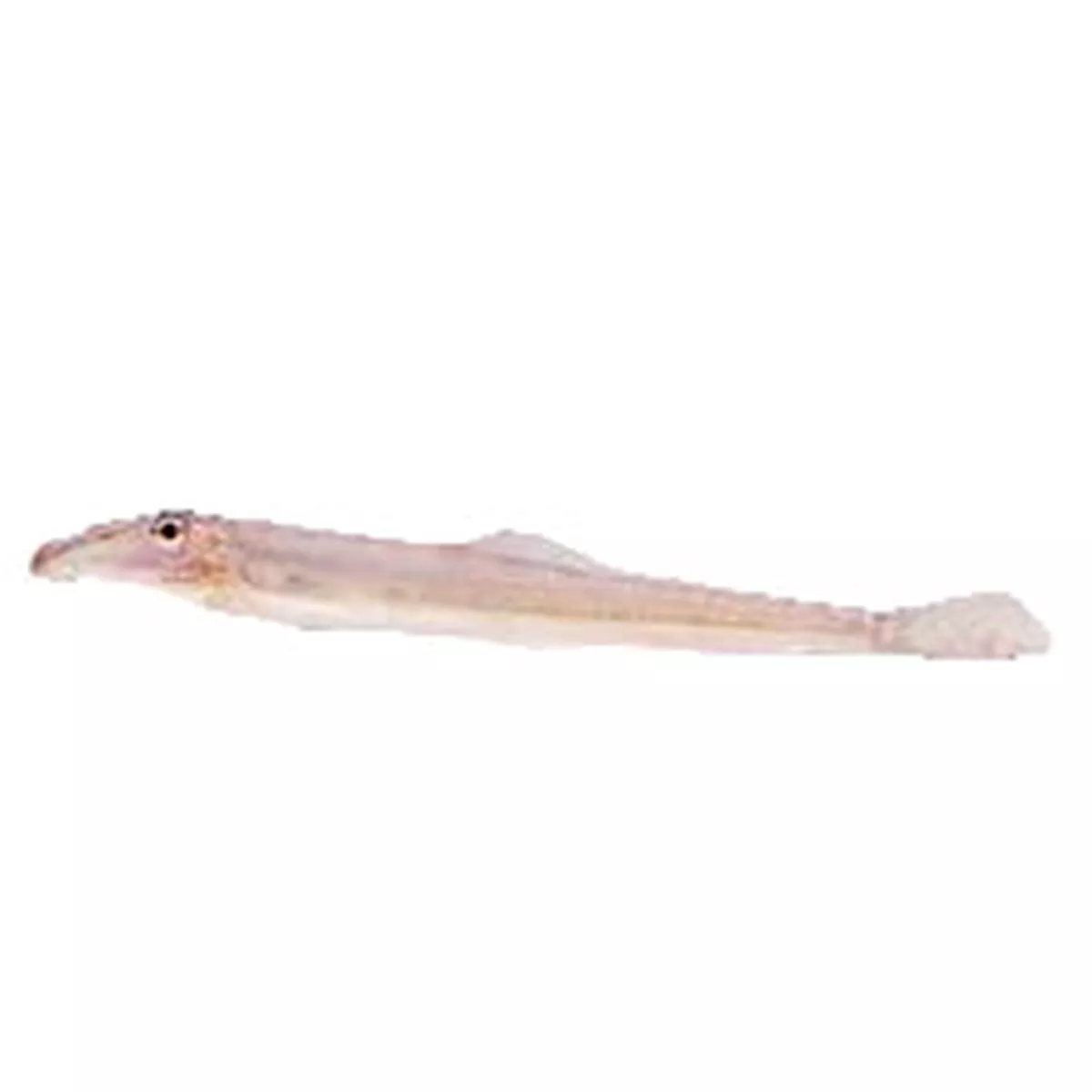 Horseface Loach
